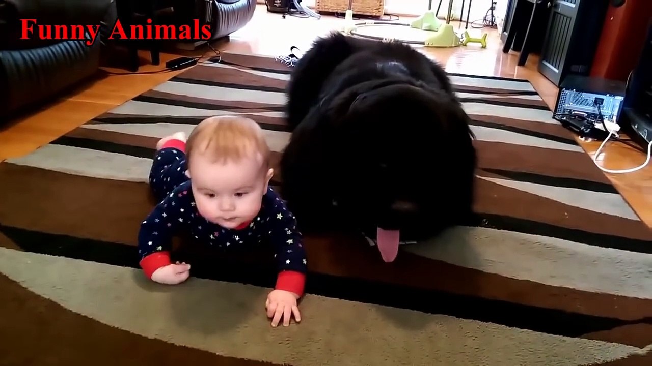 Newfoundland Dogs And Babies Kissing And Playing Together - Baby loves Newfoundland Dog Compilation