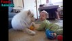 Samoyed Dog and Baby and wonderful moments - Dog Loves Baby Compilation