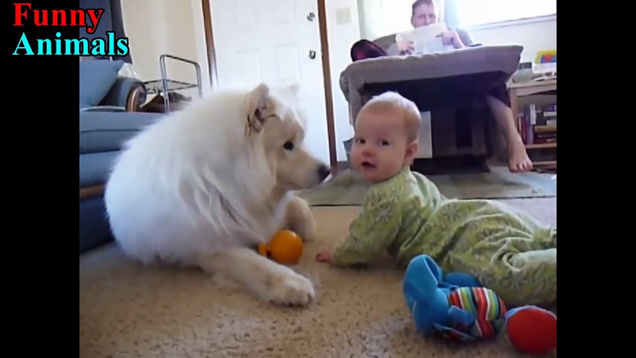 Samoyed Dog and Baby and wonderful moments - Dog Loves Baby Compilation