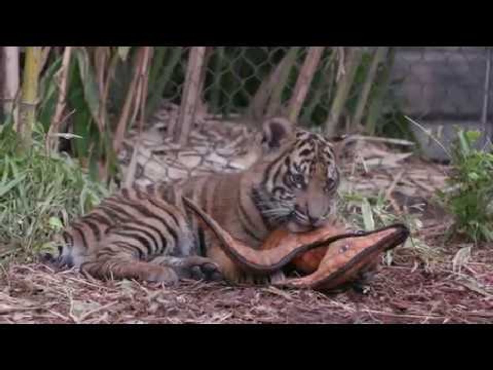 Tiger Cubs Make Themselves at Home at San Diego Zoo's Safari Park