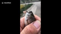 Fisherman catches fish with strange bird-shaped mouth