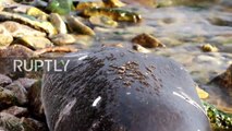 Over 130 seals found dead in the world’s deepest lake