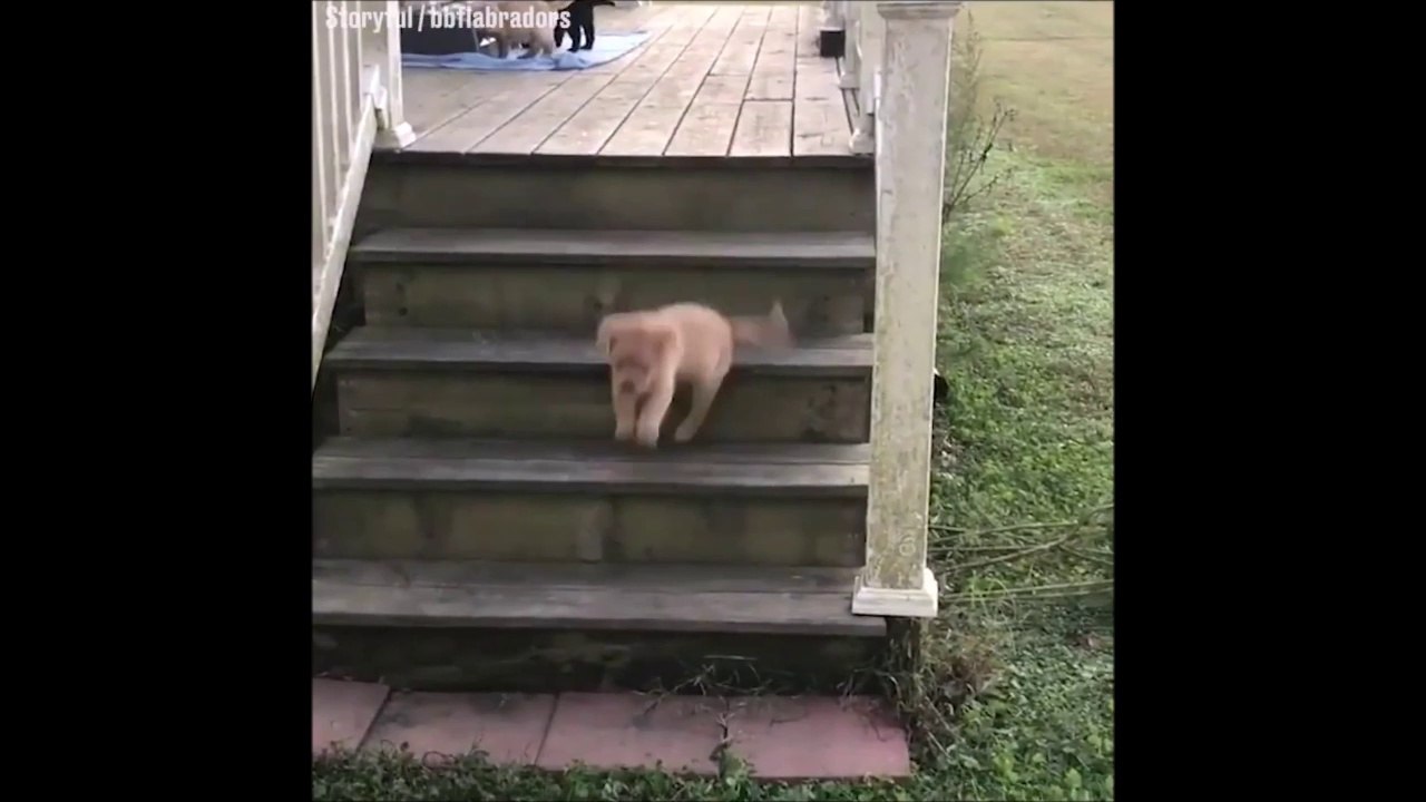 Ce bébé chien va etre traumatisé par les escaliers le restant de sa vie! Le pauvre...