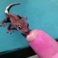 Ce Gecko prend son premier repas sur le doigt de son maitre... Adorable