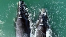 Whales Spotted By Drone Off Coast of South Africa