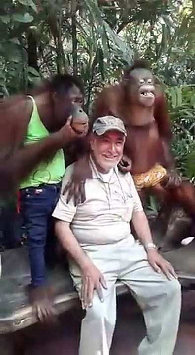 Old Man Meets Two Frisky Orangutans.