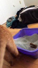 Cat Can't Bury His Poop