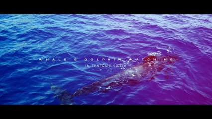 Whale & Dolphin watching in Tenerife