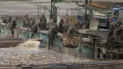 هذا الصباح-صيد "سمك الشبوط" استعدادا لأعياد الميلاد