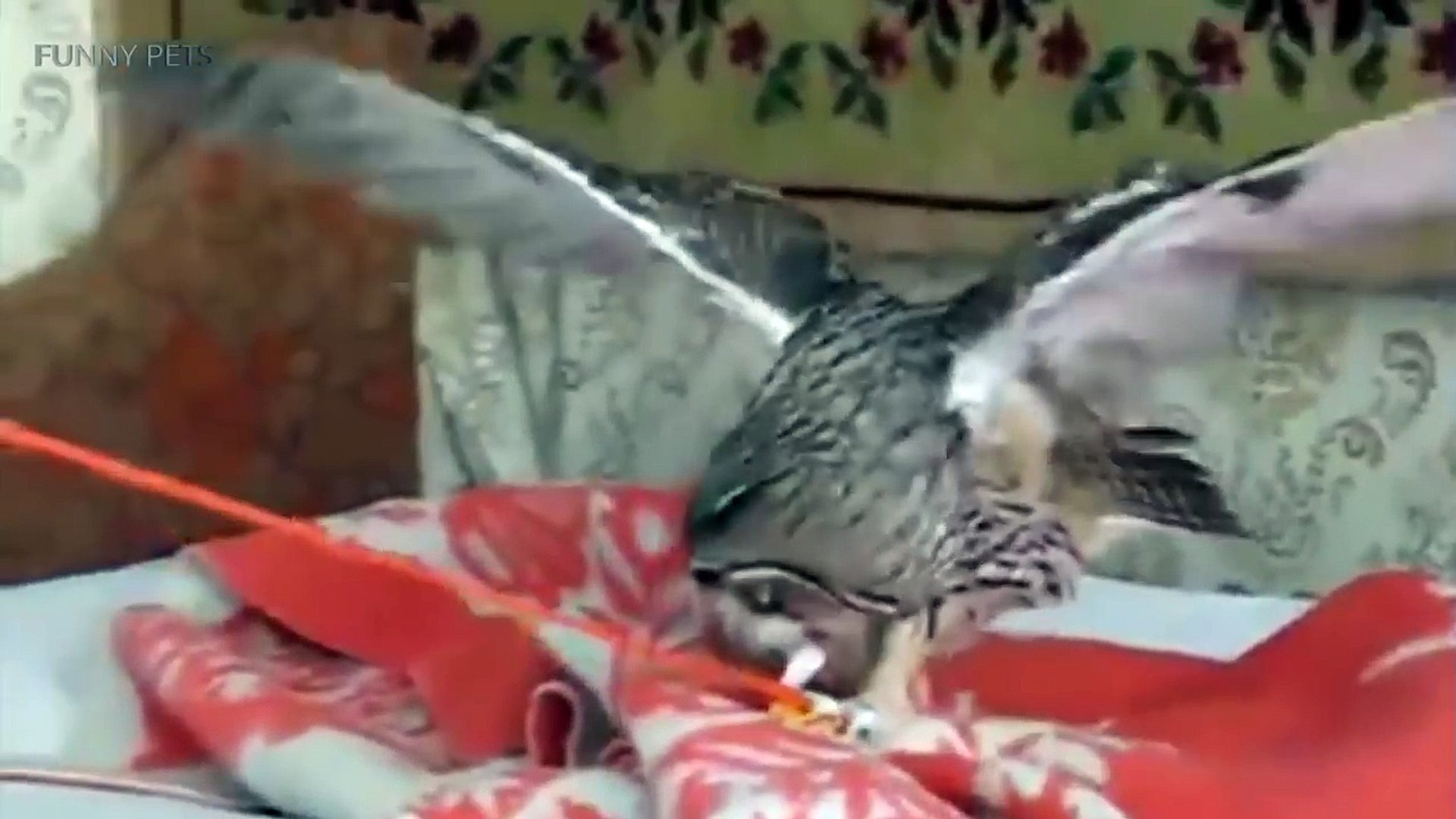 Funny & Cute Owls [Funny Pets]