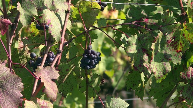 Pays Basque: des jarres en terre cuite pour élever du vin