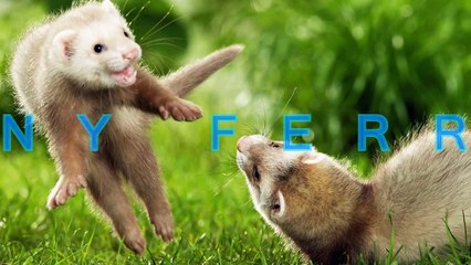 Funny and cute ferret videos compilation