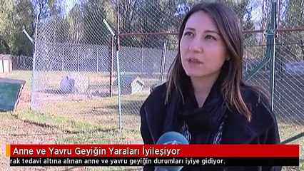 Anne ve Yavru Geyiğin Yaraları İyileşiyor