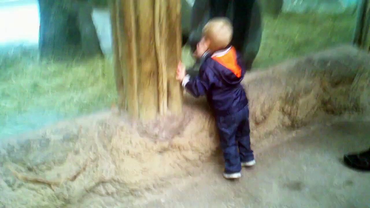 Niño juega al escondite con bebé gorila