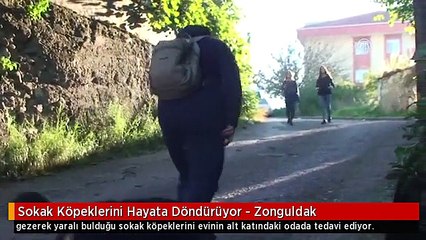 Sokak Köpeklerini Hayata Döndürüyor - Zonguldak