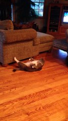 Quand Ton Chat Fait Des Pompes