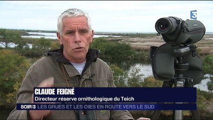 Les grues cendrées sont en route vers le Sud