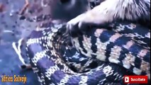 Mangosta vs Cobra vs Serpiente. Cuando Te Metes Con El Animal Equivocado[4]