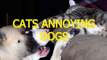 Funny cats annoying dogs - Cute animal compilation