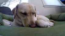 Just a funny clip of a dog called Stella who snores A LOT