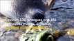 Russie : 130 phoques retrouvés morts au bord du lac Baïkal