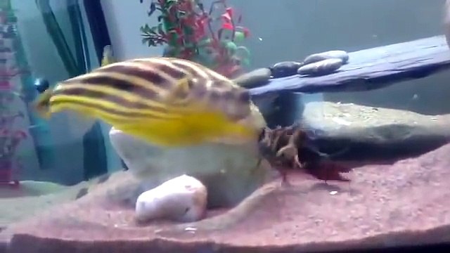 Ce poisson explose littéralement un crustacé qui le pince... Même la coquille !