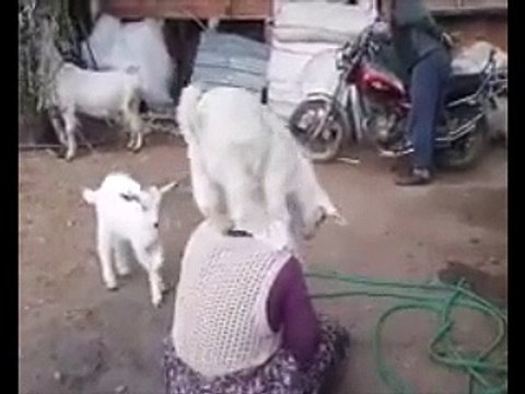 Dünyanın en sevimli oğlakları (sevimli bebek keçi sahibini deli etti)