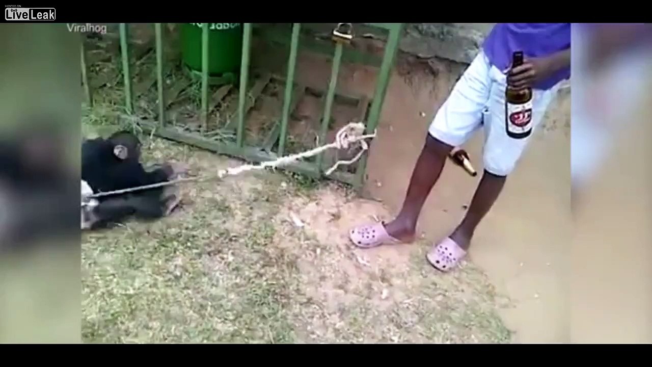 Drunken Monkey