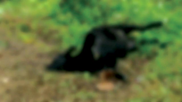 수렵기간 중 사냥개, 염소 19마리 물어 죽여 / YTN