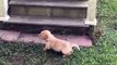 Adorable Puppy Takes a Tumble