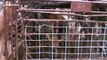 Man releases mountain lion from fox trap in South Dakota, US