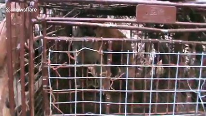 Man releases mountain lion from fox trap in South Dakota, US