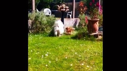 LIKE A BOSS COMPILATIONAMAZING 4 MINUTES#11