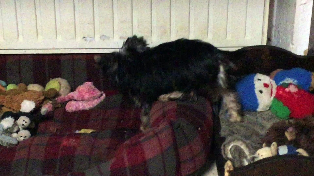 NIGHTY s' amuse tout seul dans son petit lit....