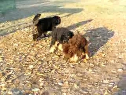 Chiots berger portugais de la serra de aires