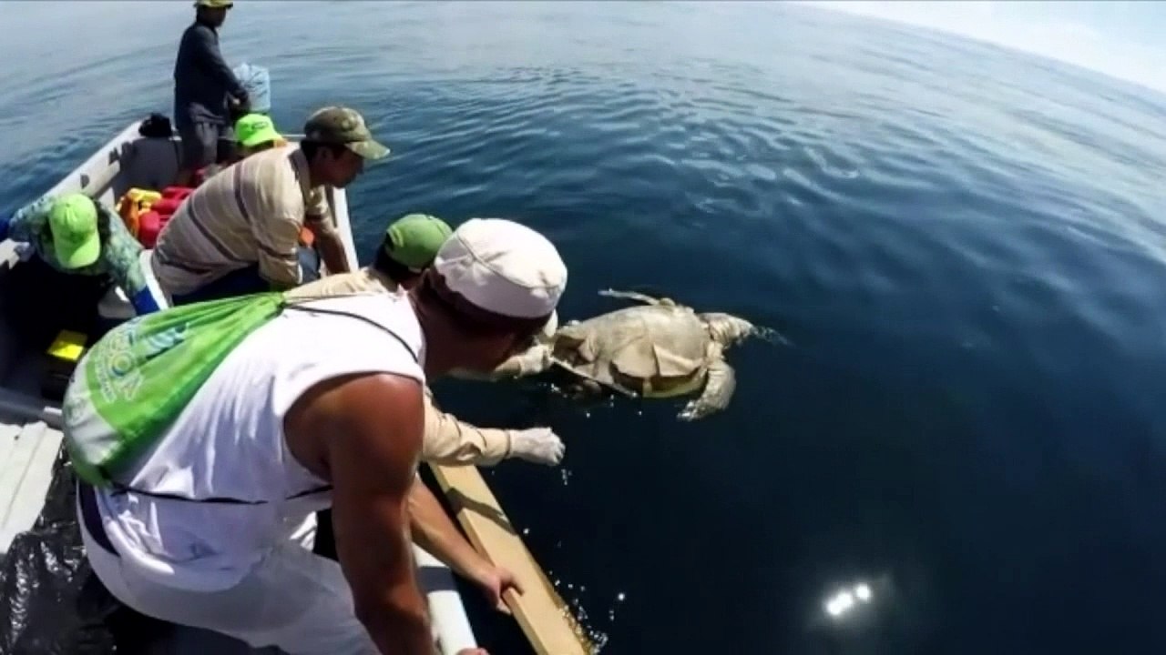 Hundreds of dead turtles found floating at sea