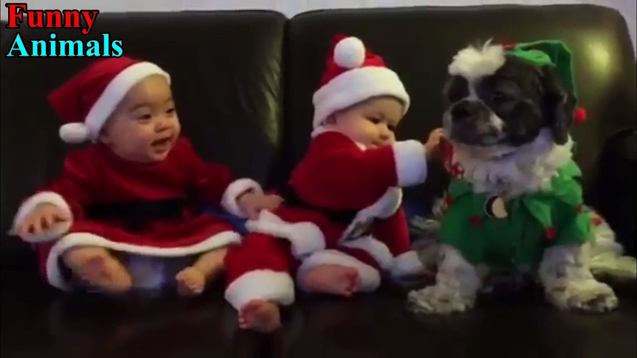 Shih Tzu Dog makes Baby laugh very happy - Dog Loves Baby Videos