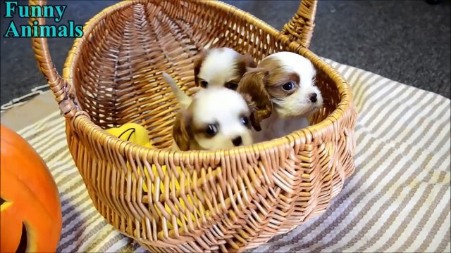 So Cute - Cavalier King Charles Spaniel Puppies - Funny Dogs Compilation