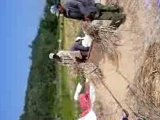 battage du riz copine Luang Prabamg