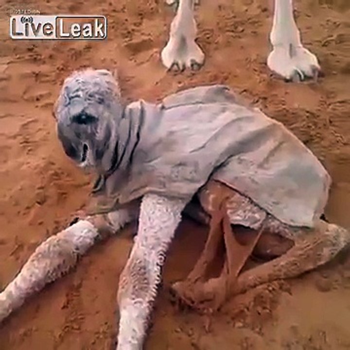 Two Headed Camel.