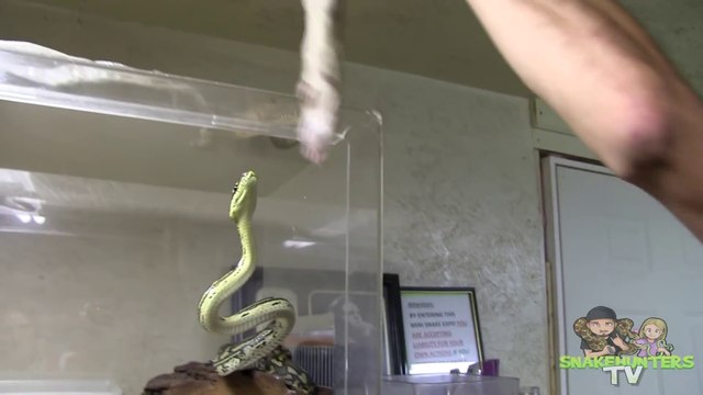 Il nous montre comment il nourrit ses serpents... Effrayant