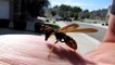 Croisement entre une mante religieuse et une guêpe, cet insecte est flippant!