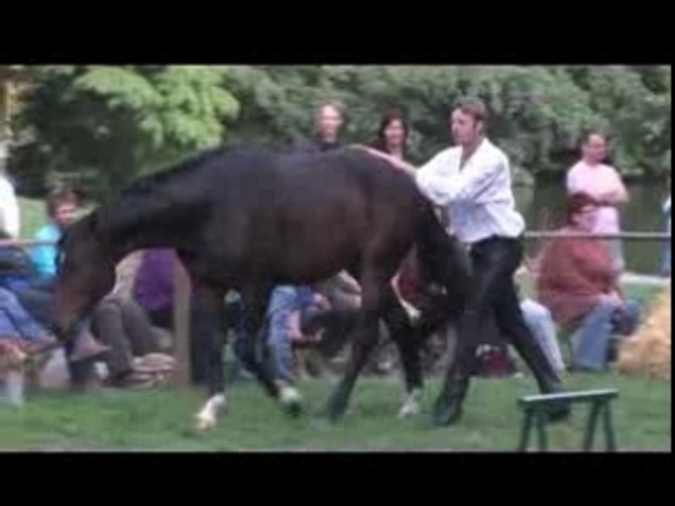 Vorführung freiheitsdressur