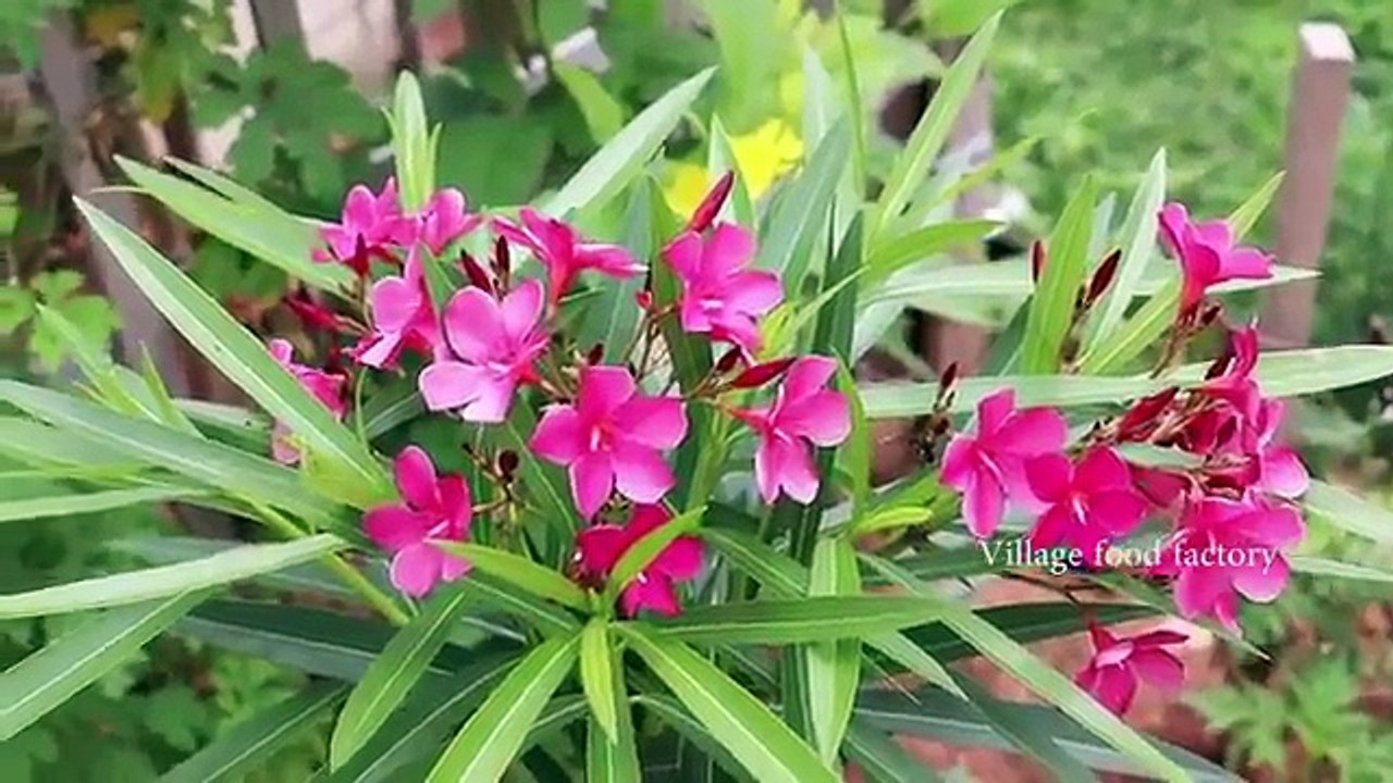 HİNTLİ DAYI 500 BILDIRCIN YUMURTASINI YILAN GİBİ HÜPLETTİ!!