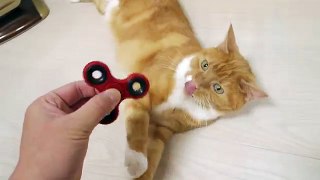 【猫 おもしろ】ハンドスピナーを上手に回す猫 / funny cat spinning fidget spinner well
