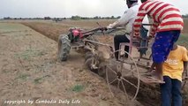 Two Brave Boys Catch King Cobra Snake Near Hand Tractor While Ploughing the Rice Farm