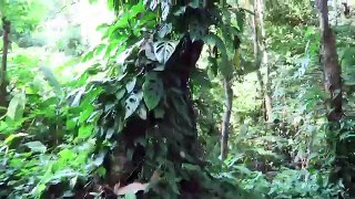 Using Drone As Handheld Steady Cam In The No Fly Jungle
