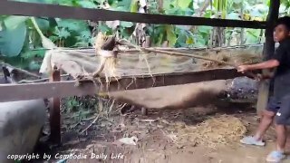 Wow! Catch King Cobra in The Cow Stable While Giving Grass to Cows