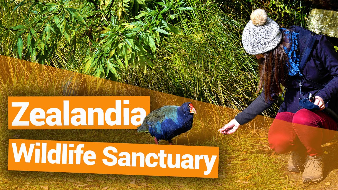 Zealandia Wildlife Sanctuary in Wellington - New Zealand's Biggest Gap Year – Backpacker Guide New Zealand