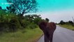 Grumpy little elephant charges at safari vehicle